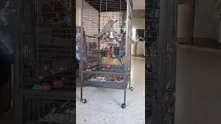 Попугай разговаривает