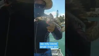 Do you know what type of flathead this is?? #epiccatches #flatheadfishing #moretonbay