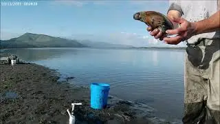 Đ&agrave;o s&ograve; ngựa ở Oregon Hoa Kỳ - Netarts Bay gapers clamming