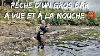 Je DÉCOUVRE la PÊCHE du BAR à vue et à la MOUCHE ( Une action de pêche fabuleuse… 😍 )