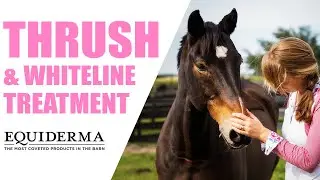 Thrush and Whiteline Treatment - Equiderma Hoof Care