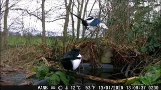 Tails of the Wood - January 🐰 #relaxing #birdwatching #wildlife #pondcam