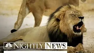 Where Is the Minnesota Dentist Who Killed Cecil the Lion? | NBC Nightly News