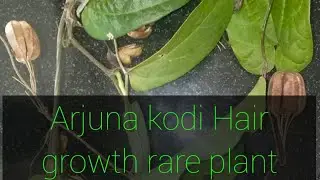 Hair growth rare medicinal plant