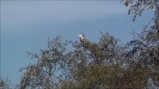 Relax - Herons and cormorants perched on top of large trees in the forest