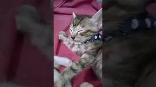 Met Bobo Dek 💤 #kucingkampung #kucinglucu #shortcat #kucing #funny #kucingimut #anakkucing