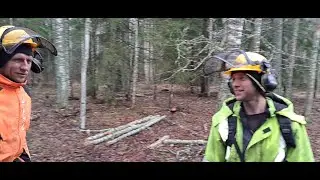 Puulangetus Kliima metsas