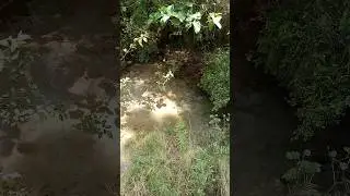 #trending#haripur#nature #subscribe#shortsfeed#shorts#spring#water#beautiful