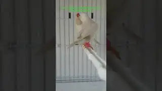 White #Longtail #Finch #shorts #viral