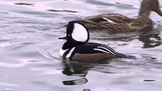 Hooded Merganser Sound