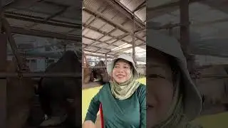 Live TikTok 