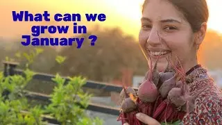 What can be grown in the month of January ? Vegetables and flowers for January for a roof top garden