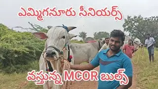 ఎమ్మిగనూరు సీనియర్స్ విభాగానికి వస్తున్న MCOR బుల్స్