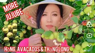 My Fruit Garden 🌿 T&aacute;o t&agrave;u, Avocado, Hồng & Dragon Fruit 🍎🥑 🍑🐉l  #FruitTrees #GardenLife