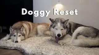 A Cozy Doggy Reset Day | Grooming, Cleaning & a Calm Night In
