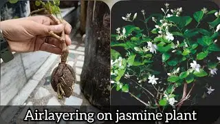 Airlayering on jasmine (mogra) plant | Arabian jasmine | Airlayering on mogra plant