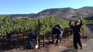 Goosecross Estate Cabernet Harvest