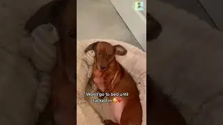 Viral Pet Chuckles: Best Funny Clips | #shorts #funny | Trending Hilarity #shorts