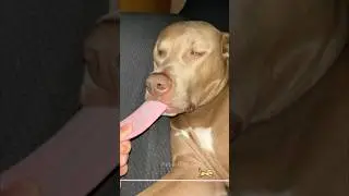 #DogSleeping💤.You won't make it past #3. 😎#dog #funnydogs #fyp