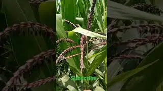 black Maize #agriculture #farming #nature