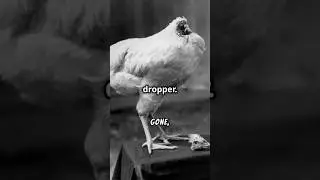🐓 Chicken that lived without a Head! #shortsvideo #interestingfacts #animals