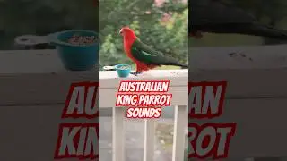 King Parrot Call | The Australian King Parrot