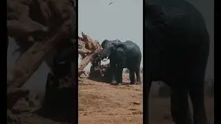 How to Survive an Elephant attack | #shorts | ThendralOnlive | Thendral