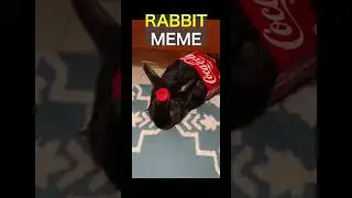 funny animal meme #shorts #animals #funny #funnyvideo #memes #animalmemes #rabbit #うさぎ