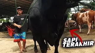 Update Harga Sapi qurban Jumbo🔥 4 Ekor Sapi Jumbo Ready Siap Dipinang 🔥 Sapi Jumbo Terakhir DI BTM