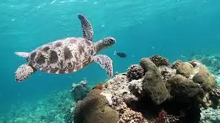 Derawan Island,Indonesia