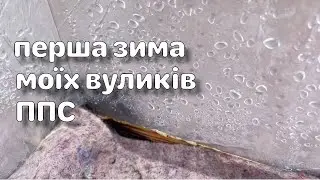Досвід першої зимівлі моїх вуликів ППС/всі живі/підкладаю своє канді/конденсат та вентиляція/підмор/