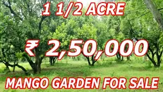 1 1/2 ACRE MANGO GARDEN FOR SALE | COST ₹ 2,50,000 | COMPACT MANGO LAND | BUY AND SELL WITH DUDDU