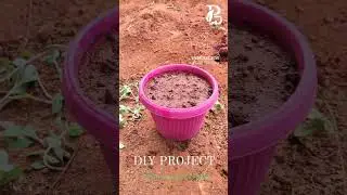 DIY PROJECT - Tablerose🪴Let's wait for the result❤️#plantsdecorsvg #sivagangai #diyplantingproject