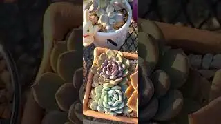 Un mini tuor de mi jardín 🌸🌱💚