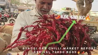 🔥🌶️Today Byadgi Karnataka 🌶️🔥Dry Red Chilli APMC Market Report Arrival 72000 Bags 5/2/26 🔥 All 