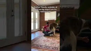 ALL DOGS ARE LAP DOGS (pt 2) #borzoi #lapdog #bigdog #hosegoat #snuggles #cute #doglife
