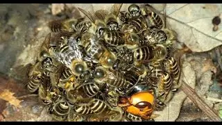 Bee Predator