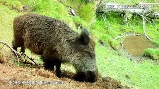 Porc senglar furgant