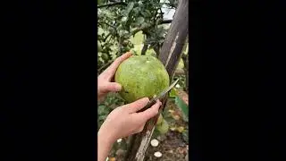 ASMR l Satisfying Grapefruit Cut