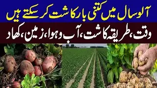 Potato Growing Season in Pakistan | Potato Farming in Pakistan | Sowing Time of Potato ||