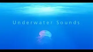 Noise from Commercial Ships and Effects on Fish and Invertebrates