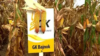 Kukorica-fajtabemutató Táplánszentkereszten