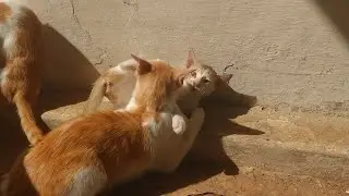 Mother Cat Grooming Kitten
