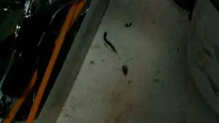 10,000 Cockroaches in the Kitchen