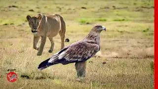 When the Hunter Becomes the Hunted - The Lion Attack the Eagle!