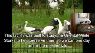 Japan Trip: Nature at the Eco Museum Center for Oriental White Stork, Hyogo Prefecture, Japan