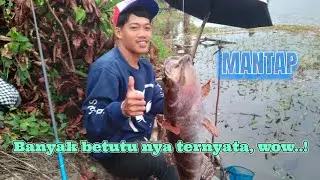 NILA ADA? ADA,  WADER JUGA ADA, BETUTU NYA SAMPE KELIATAN LOH..‼️ #keseruan  #mancing 