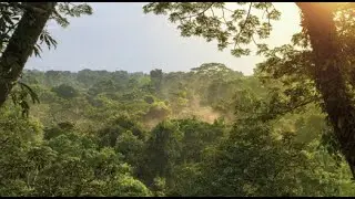 9 Hours of Rainforest Ambience Black Screen for Sleep, Focus, and Relaxation