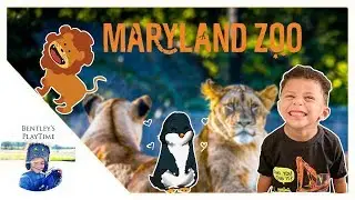BALTIMORE ZOO Penguins Fun Bentleys PlayTime