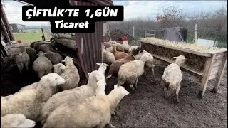 ÇİFTLİKTE SON DURUM  ( ticaret / bakım / temizlik )